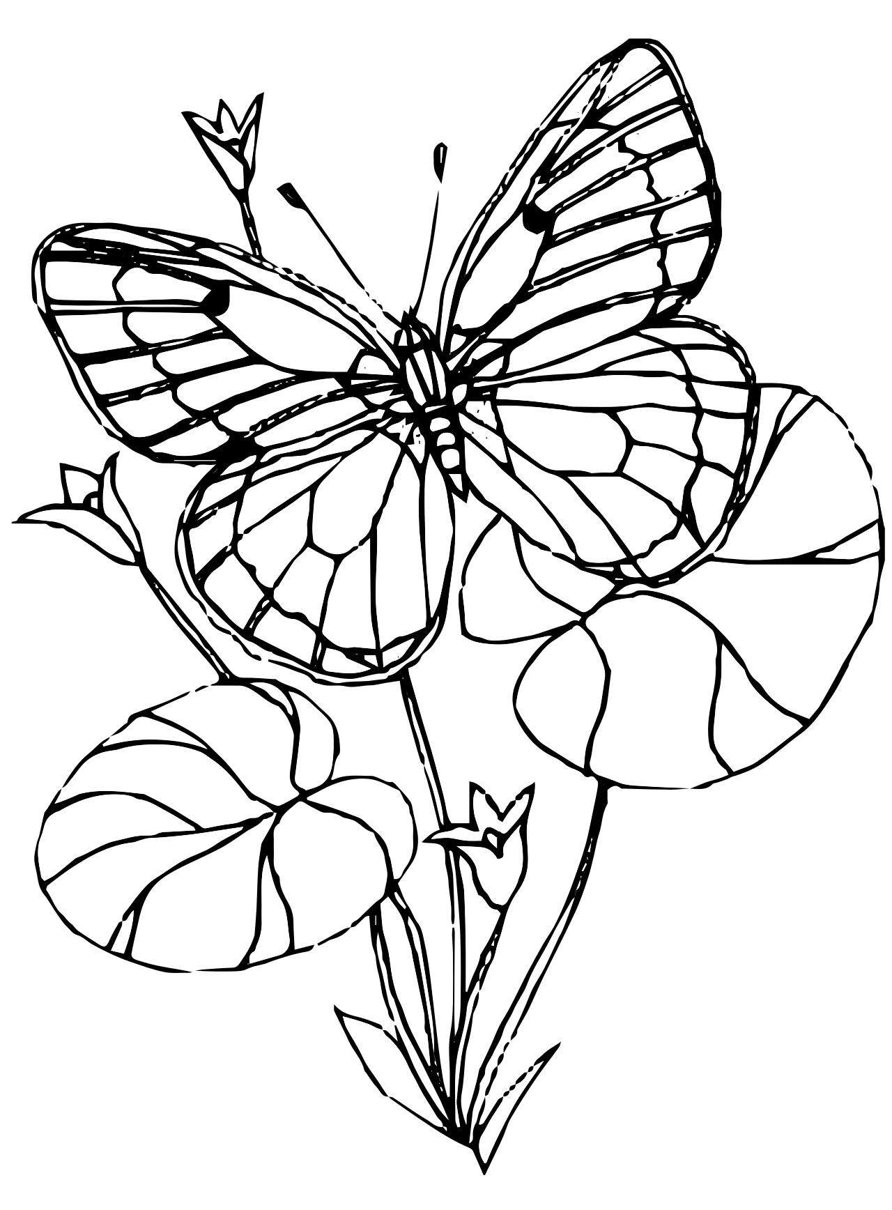 Kids n fun Coloring Page Butterflies Butterflies