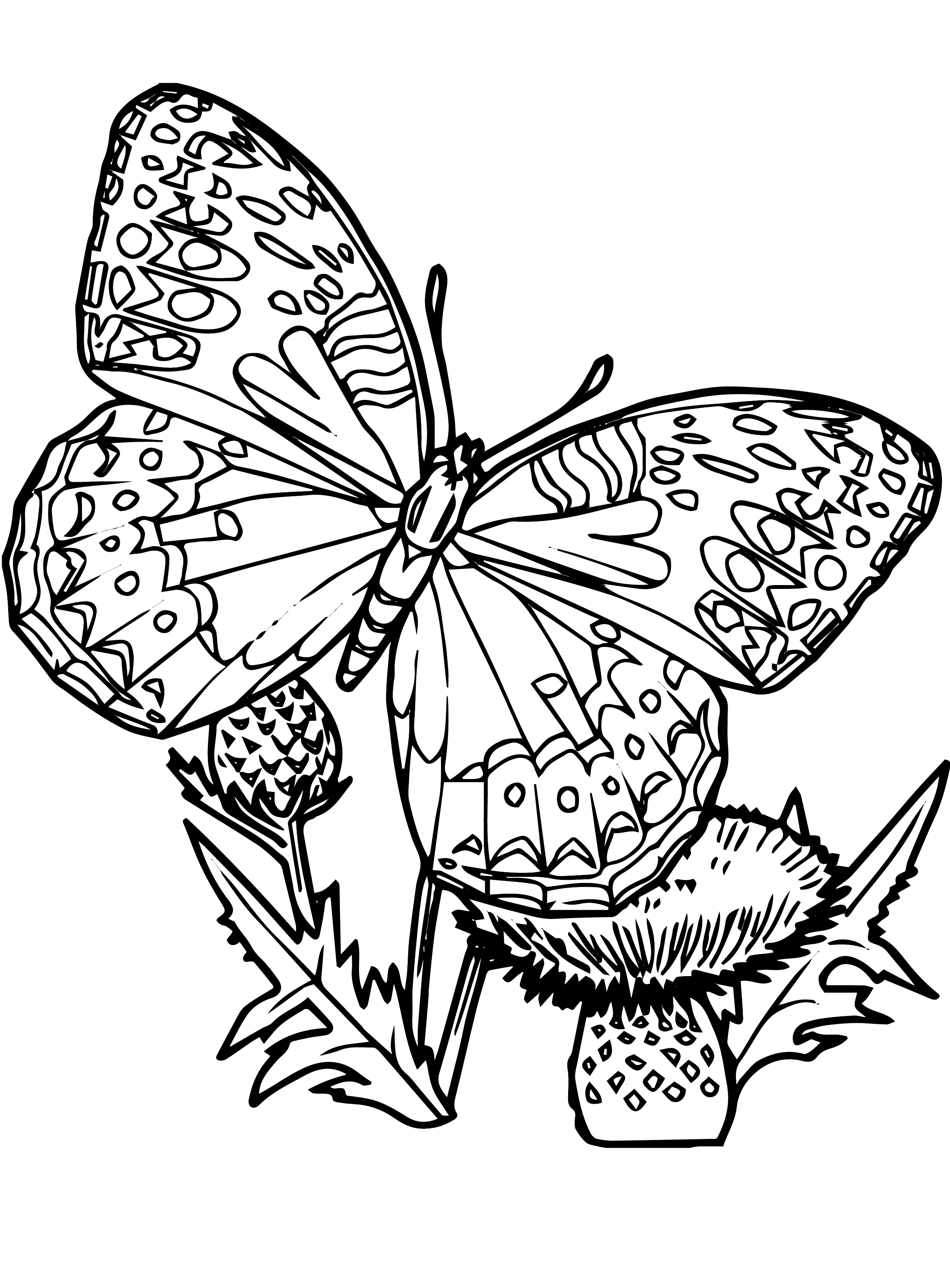 Kids n fun.com   Coloring page Butterflies Butterflies