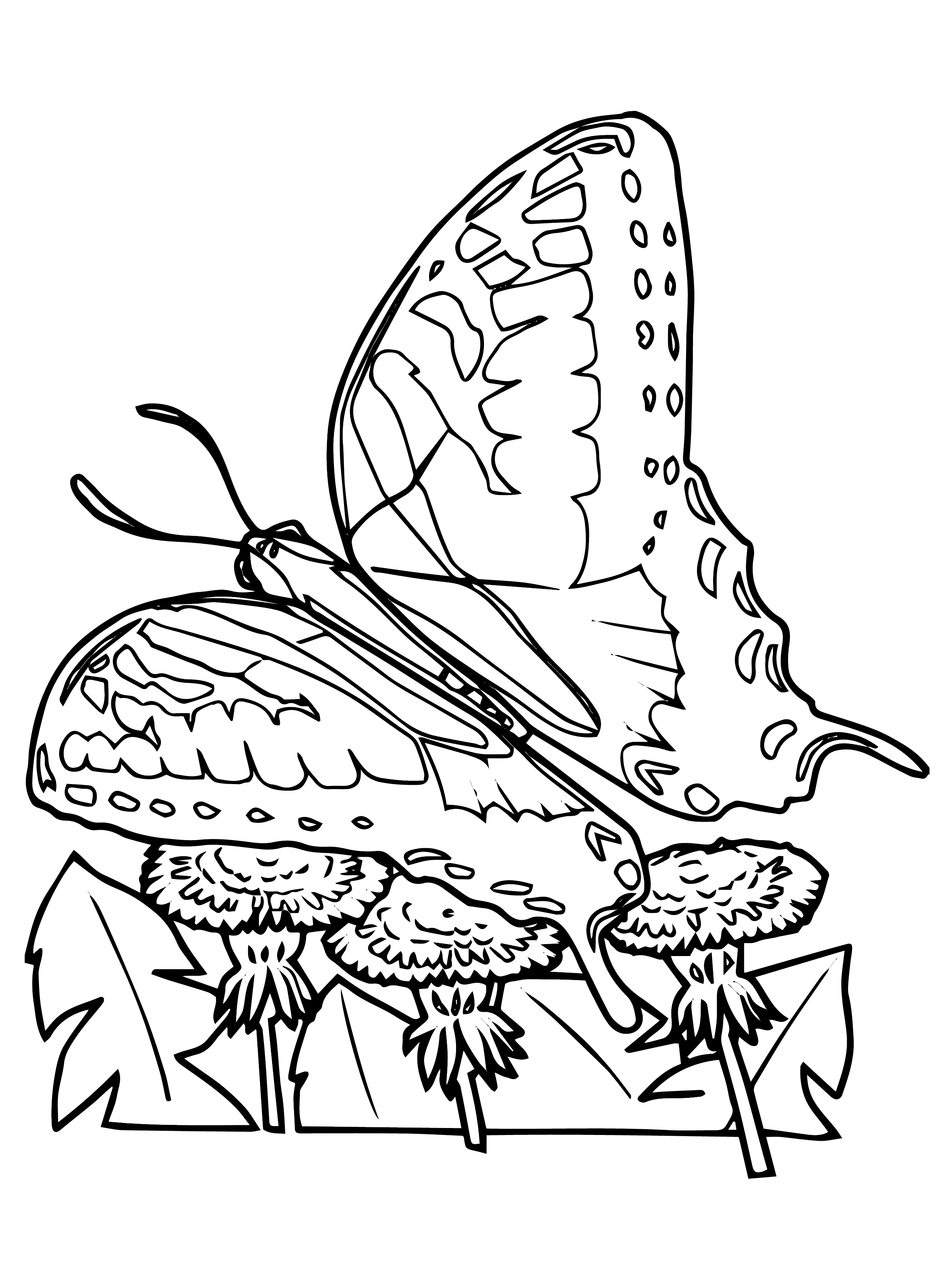 Butterfly Coloring Page from Kids-n-Fun