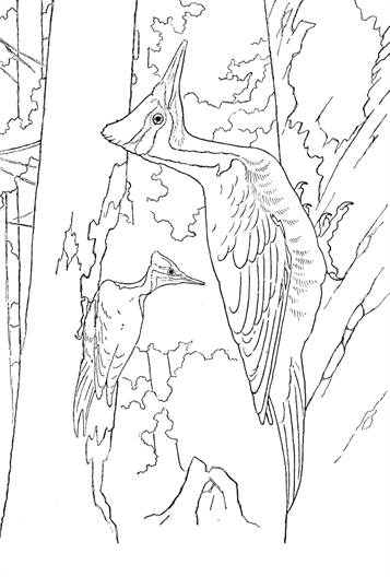 Kids-n-fun.com | 38 coloring pages of Birds
