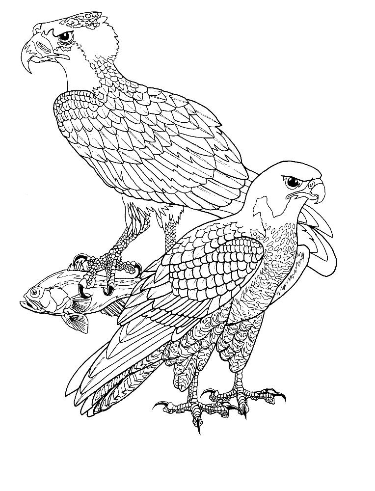 Kids-n-fun.com | 38 coloring pages of Birds