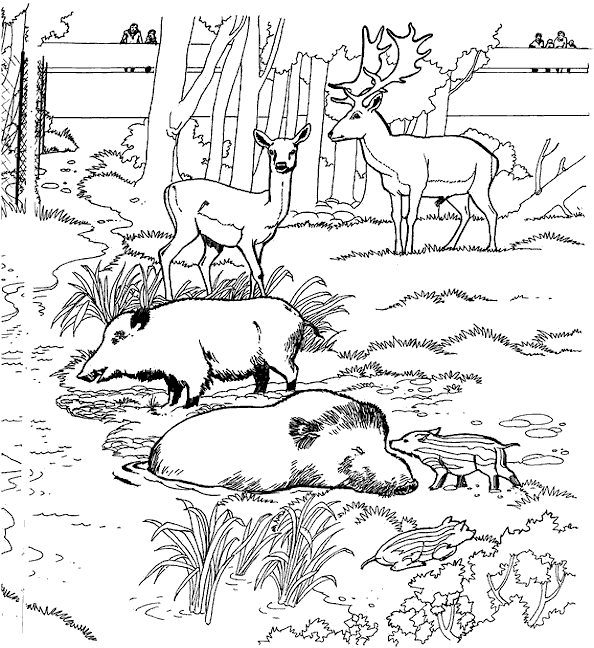 Kids-n-fun.com | 21 coloring pages of Zoo
