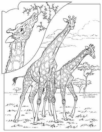 Kids-n-fun.com | 45 coloring pages of Giraffe