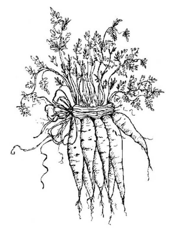 Kids-n-fun.com | Coloring page Vegetables Carrot 2