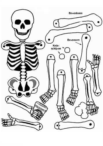 Download Kids N Fun Com 17 Coloring Pages Of Human Body