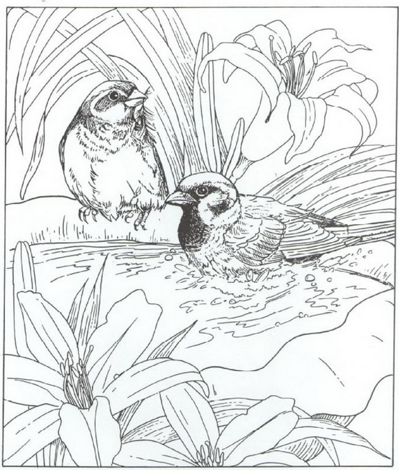 Kids-n-fun.com | Coloring page Nature around the house Nature around