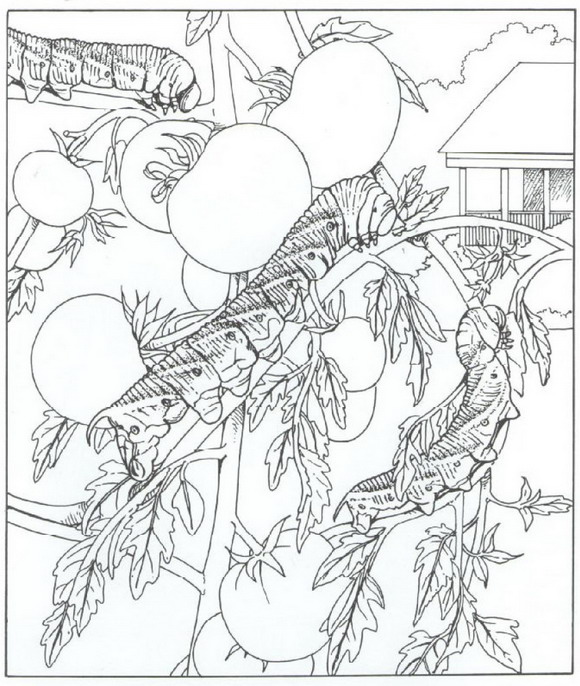 Kids-n-fun.com | Coloring page Nature around the house Nature around