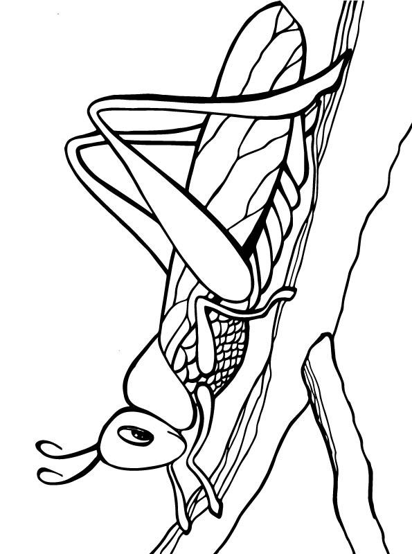kidsnfun  create personal coloring page of