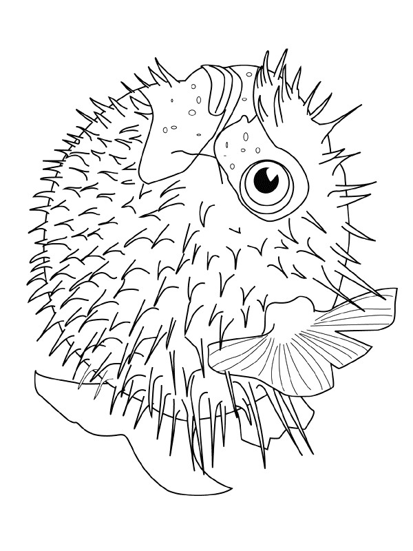 Kids-n-fun.com | Coloring page Fish Fish