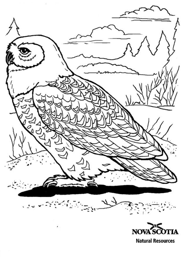 Birds coloring page.